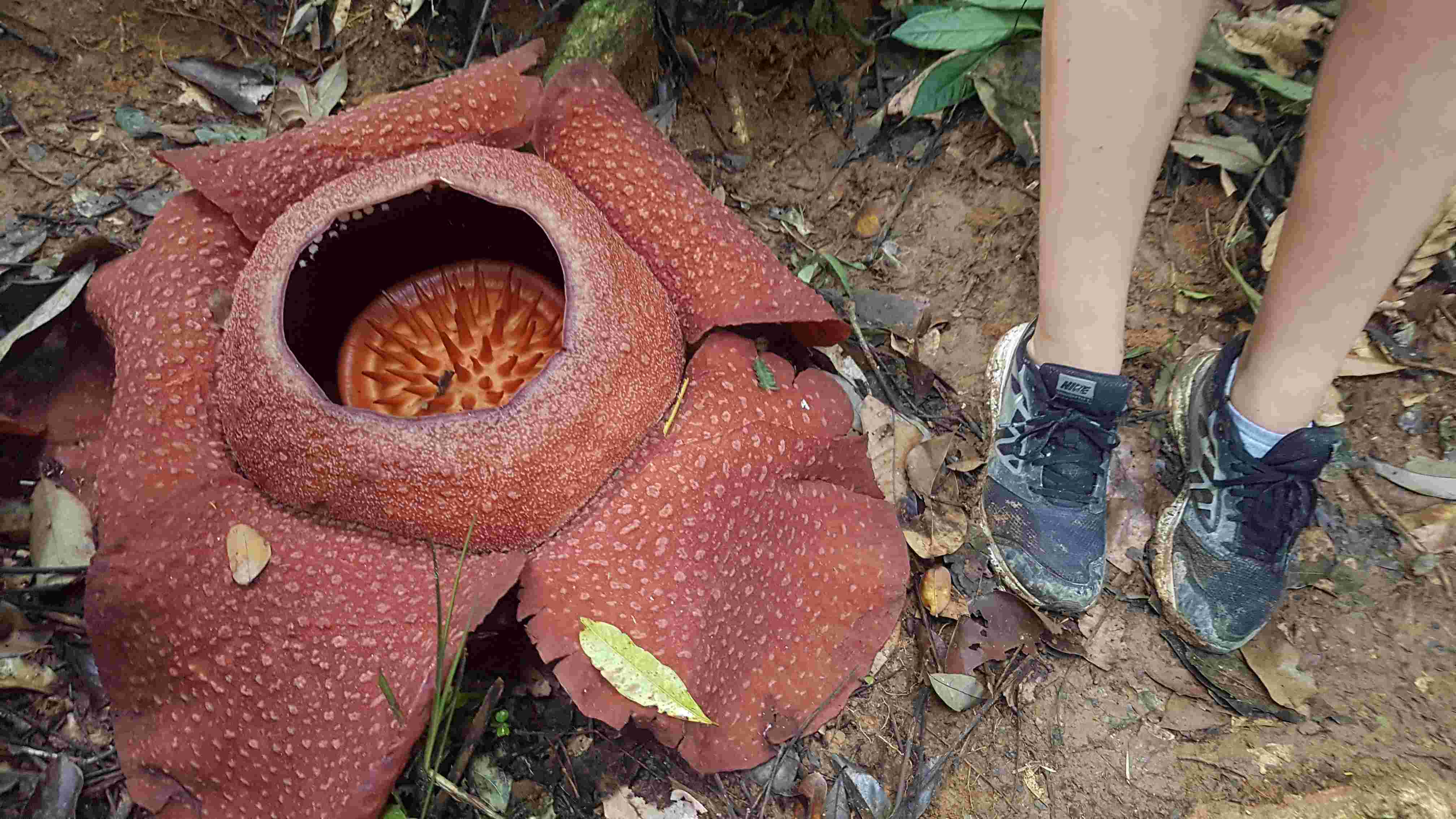 Areas-Volumes between Curves